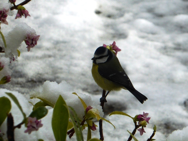 Bluetit in the snow