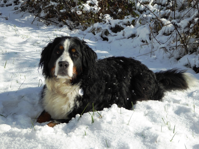 Della loves the snow!