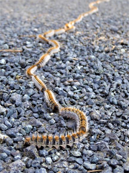 Watch out for these caterpillars !!