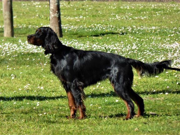 Otto at 10.5 months old