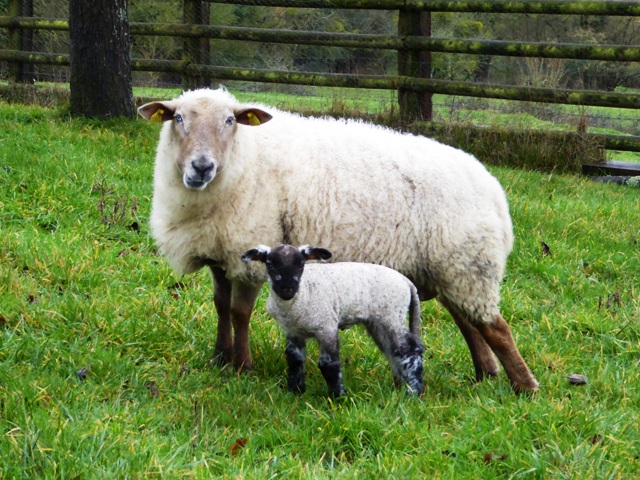 Our first lamb at 6 days old