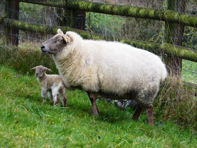 Our second lamb at 1 day old