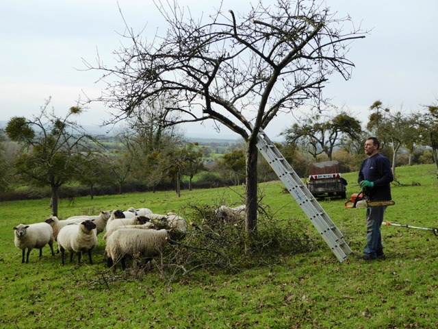 The sheep have a feast!