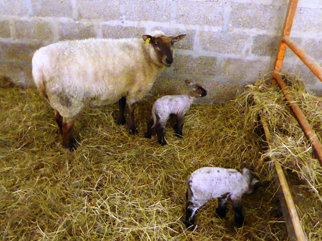 Our first set of twins