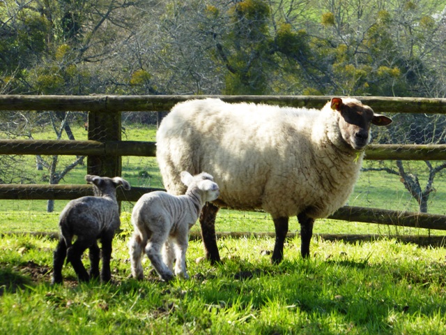 Our one-eyed sheep has twins