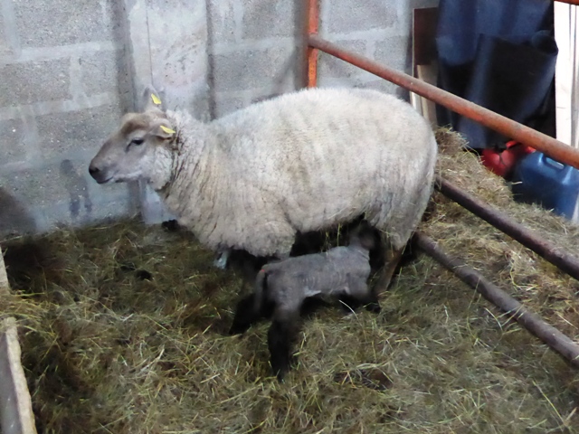 Our third set of twins