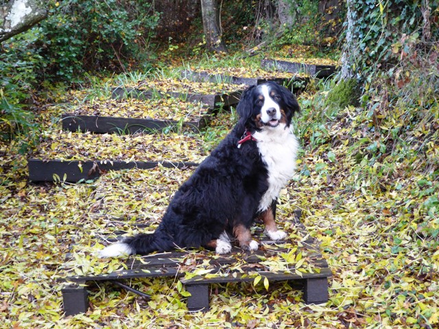 Della loves the fallen leaves