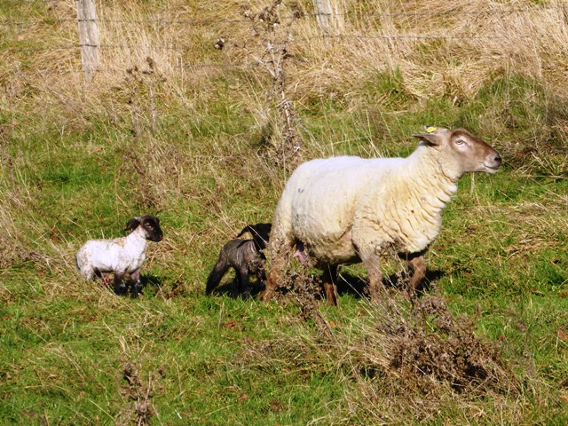Twins 29 Dec - strong enough to walk up to the barn