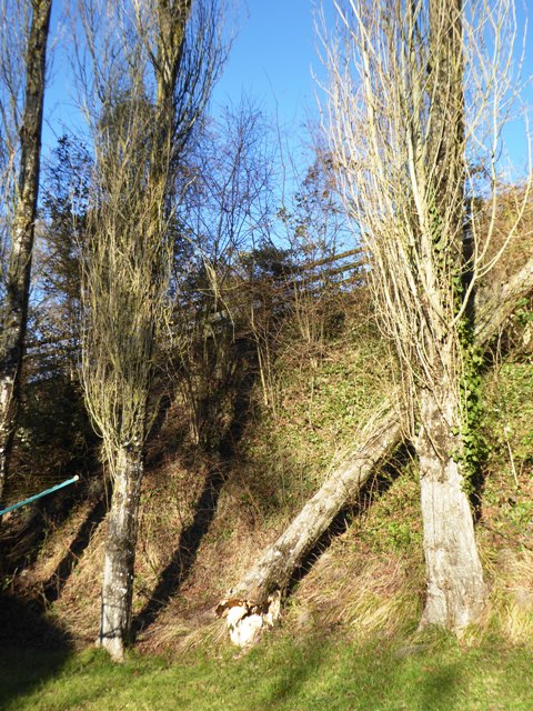 Tree falls away from the house!