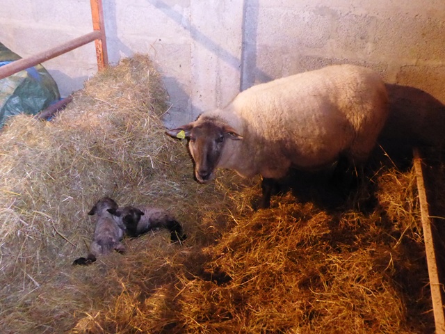 Twins born New Year's Day