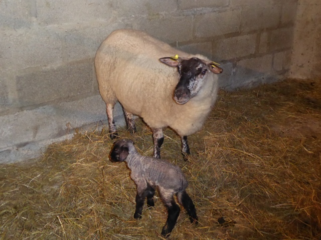 Another born 1 January
