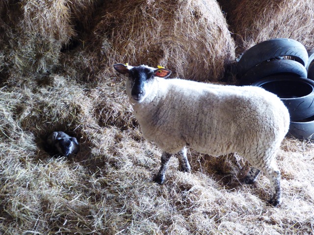 Keeping warm in the hay