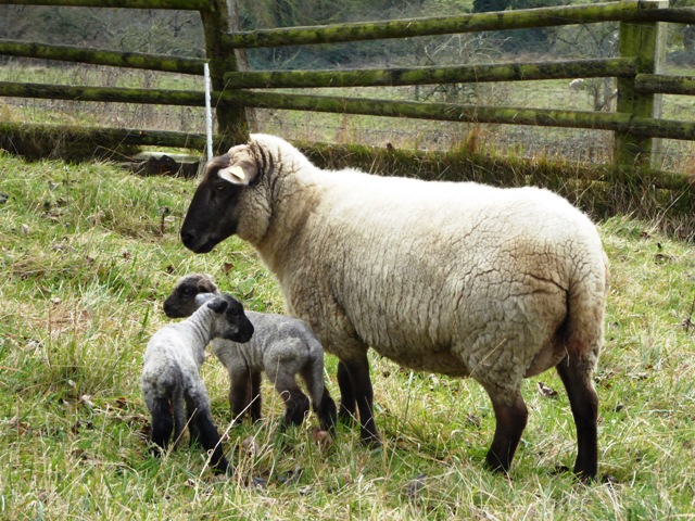 2 days old & doing well