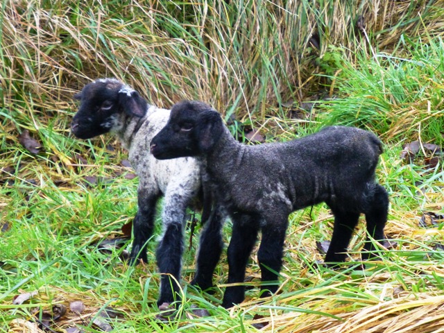 P1080998 lambs web