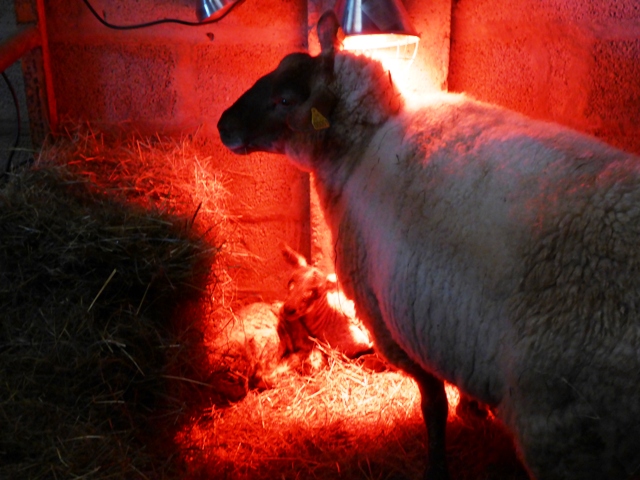 Another set of twins keep warm