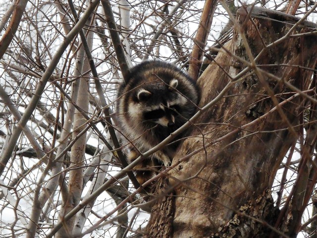 Raccoons in Central Park