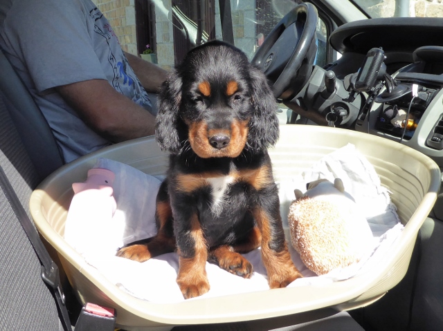 Otto at 8 weeks old